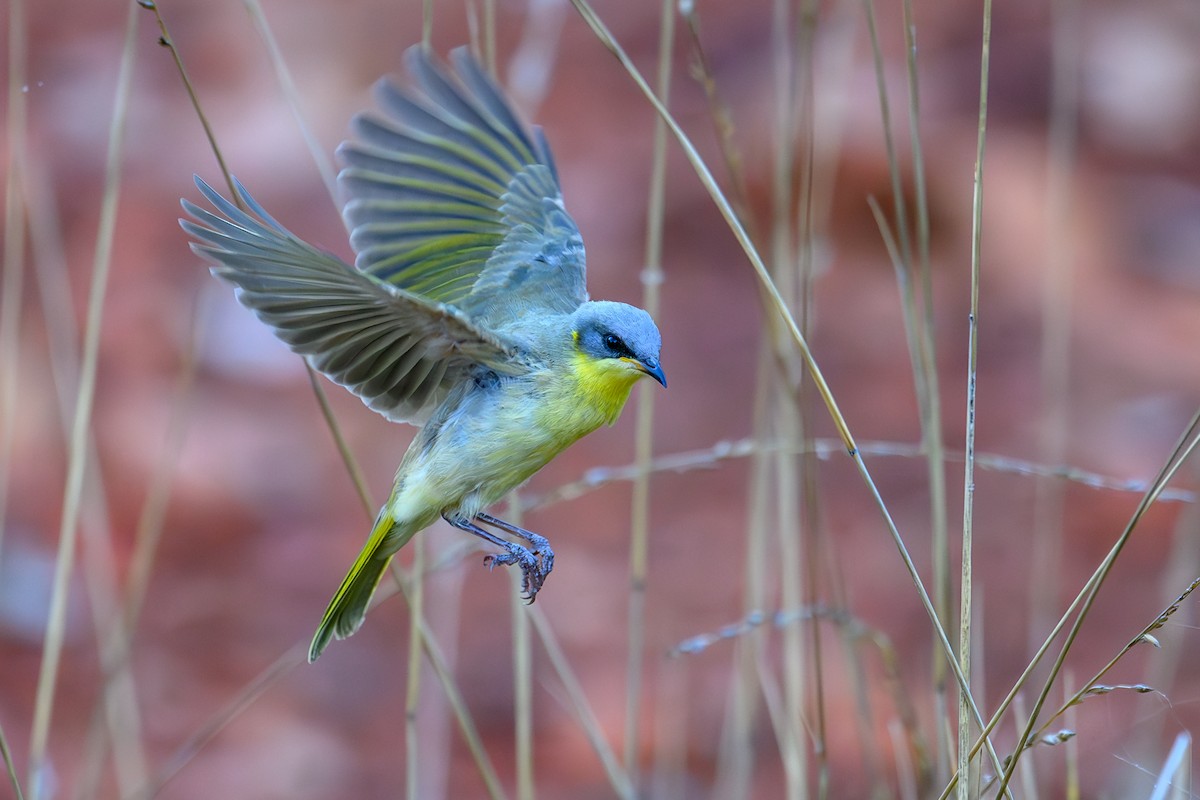 Gray-headed Honeyeater - ML623463290