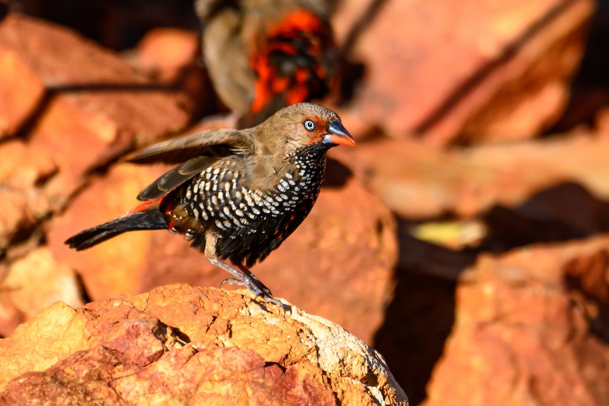 Painted Firetail - ML623463299