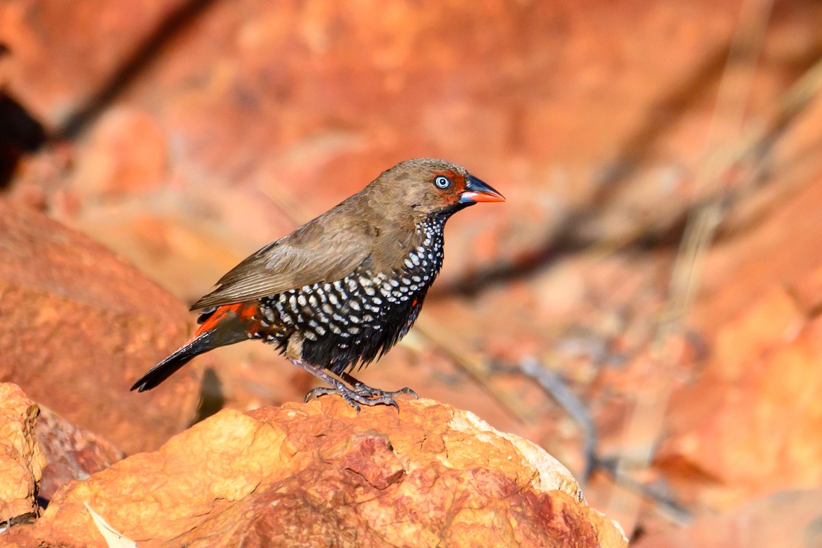 Painted Firetail - ML623463301