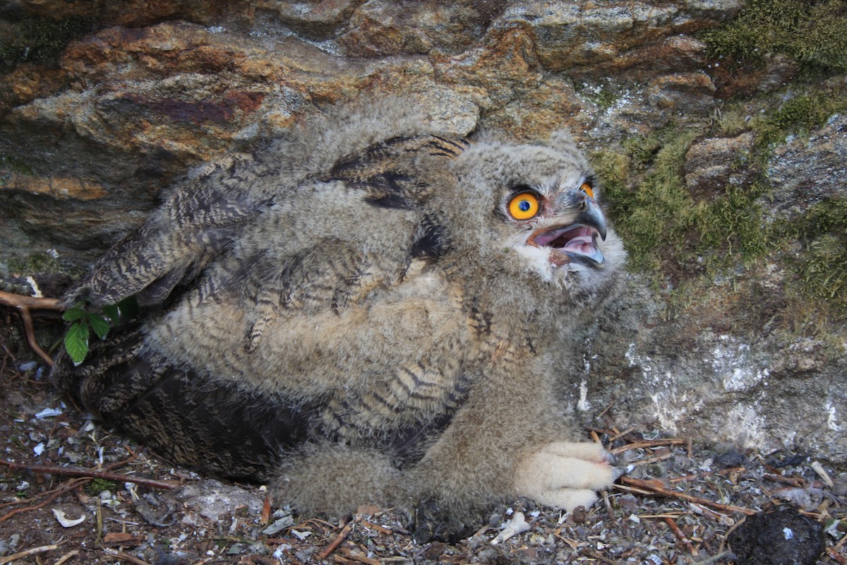 Eurasian Eagle-Owl - ML623463314