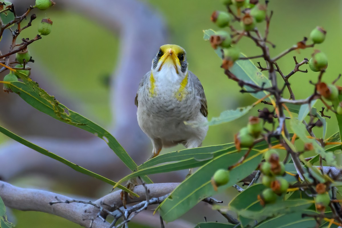 Yellow-throated Miner - ML623463319