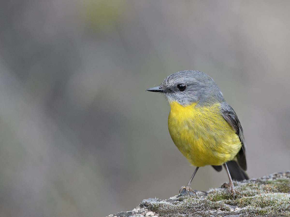 Eastern Yellow Robin - ML623463320