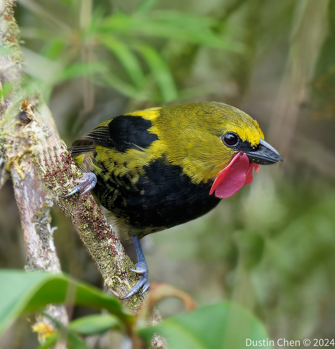 Wattled Ploughbill - ML623463368