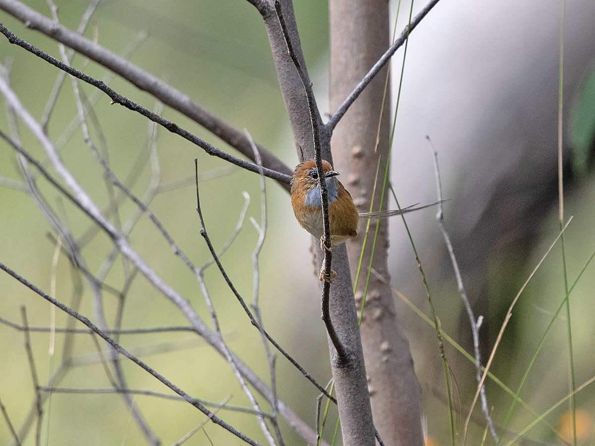 Southern Emuwren - Tim Bawden