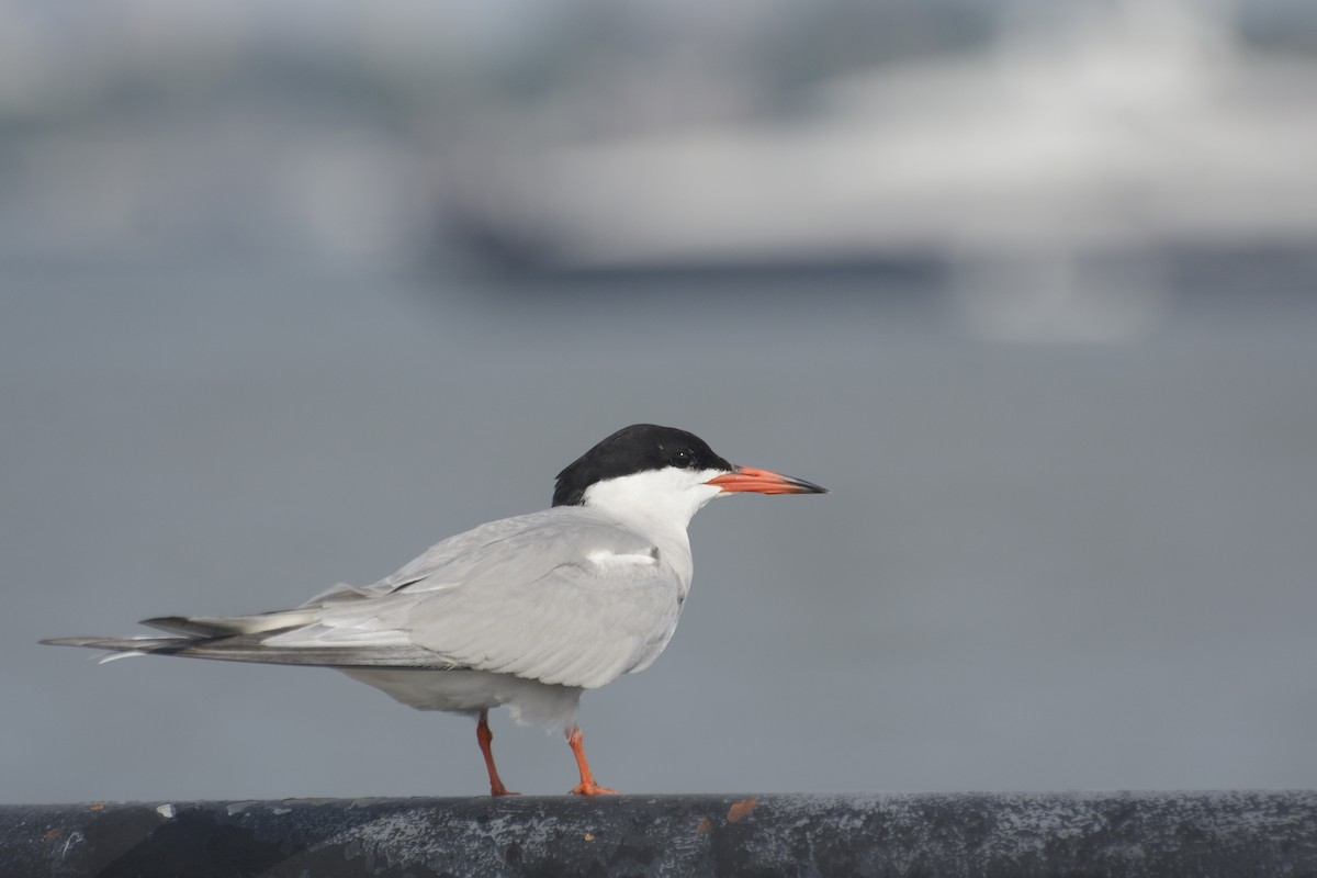 Forster's Tern - ML623463391