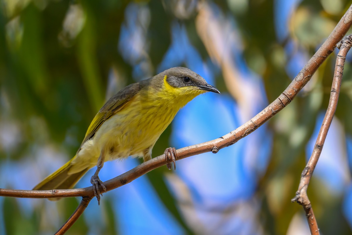 Gray-headed Honeyeater - ML623463407