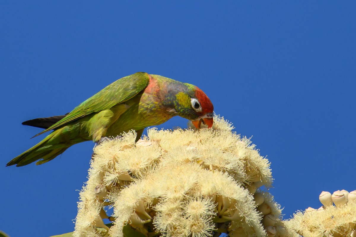 Varied Lorikeet - ML623463423