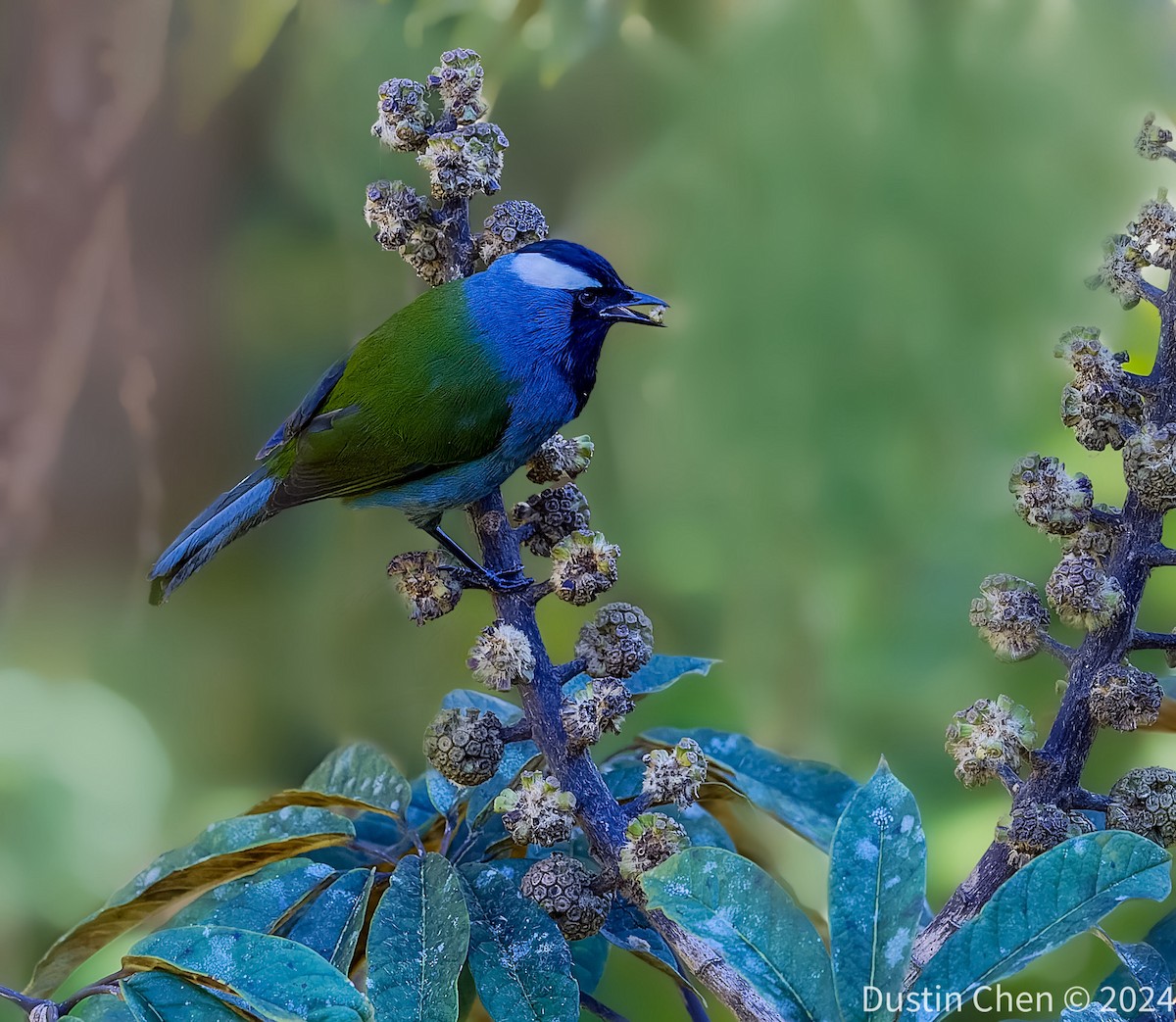 Eastern Crested Berrypecker - ML623463424