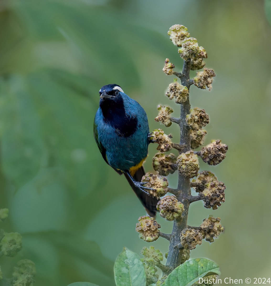 Eastern Crested Berrypecker - ML623463425