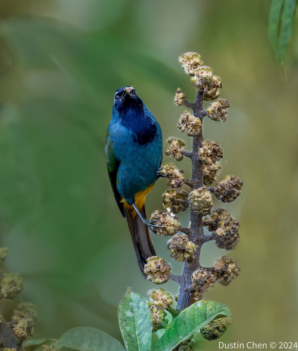 Eastern Crested Berrypecker - ML623463426