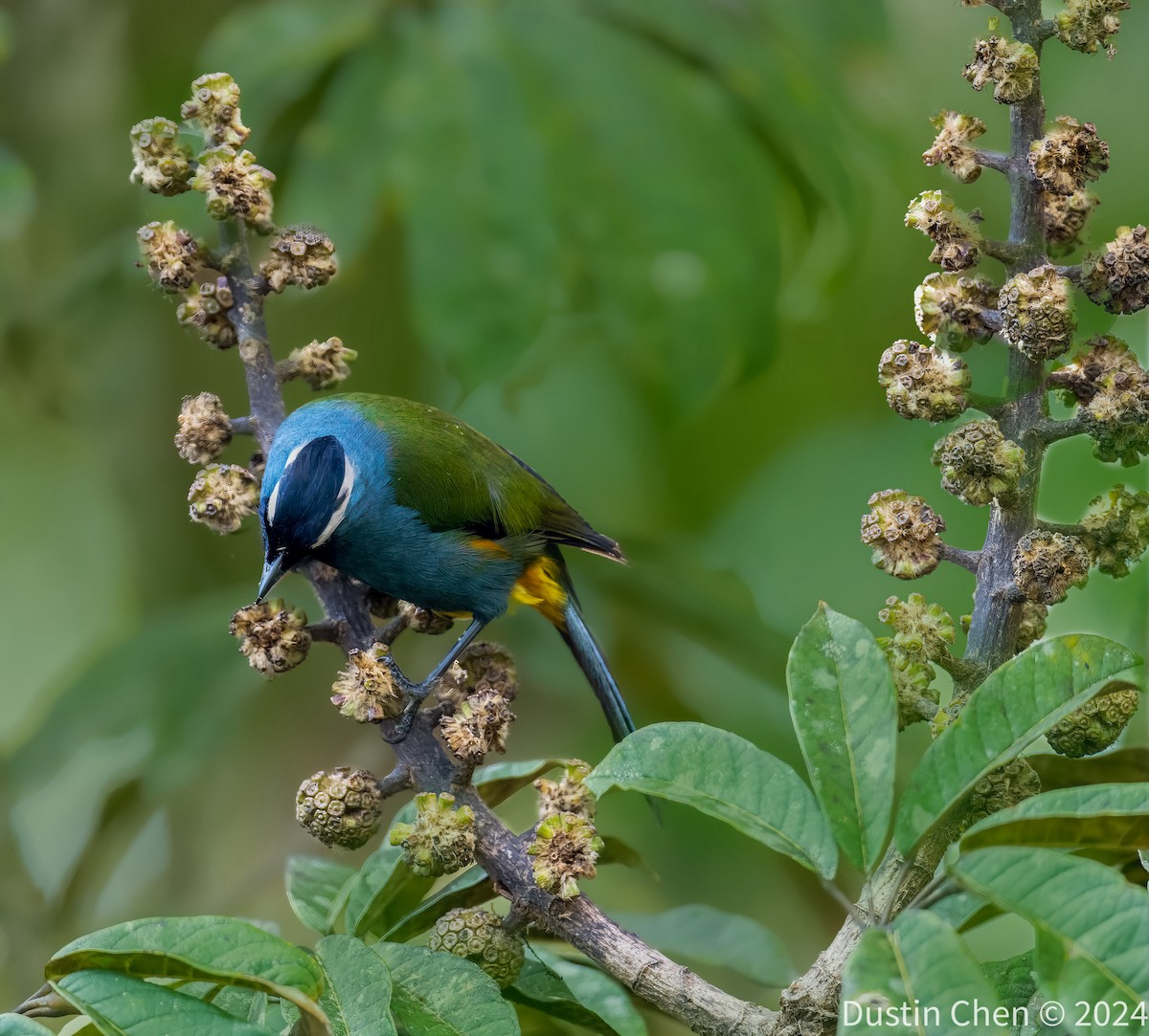 Eastern Crested Berrypecker - ML623463427