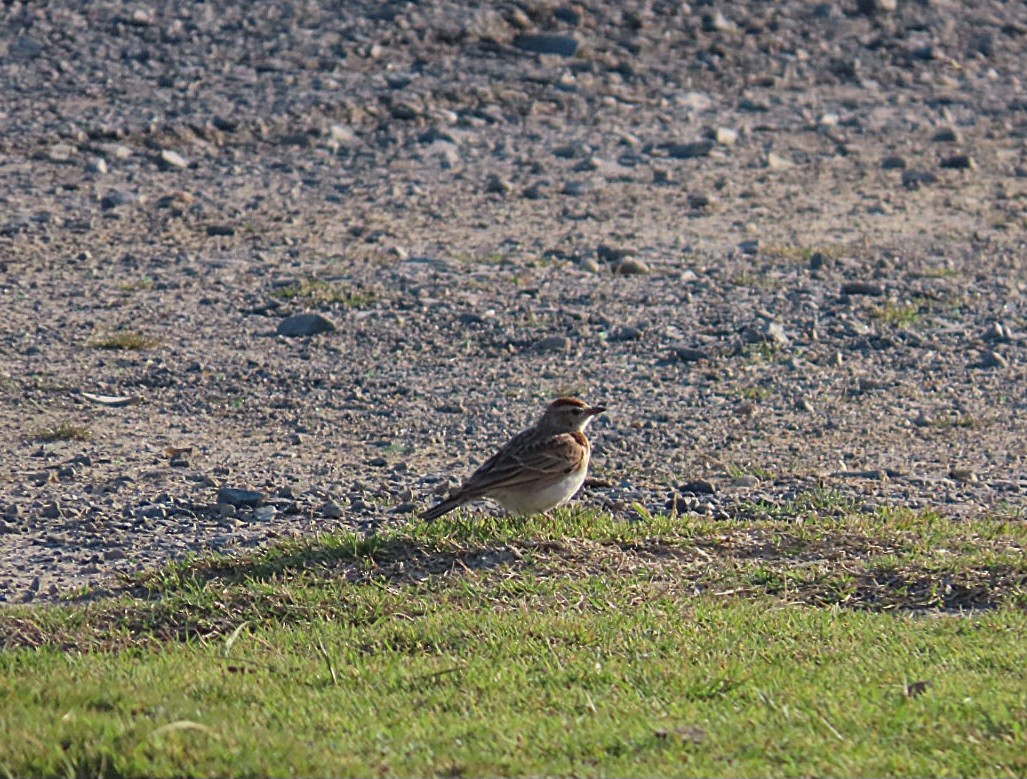 Red-capped Lark - ML623463454