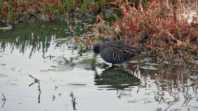 Australian Crake - ML623463468