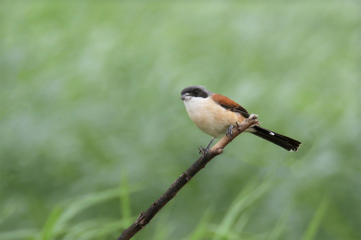 Burmese Shrike - ML623463470