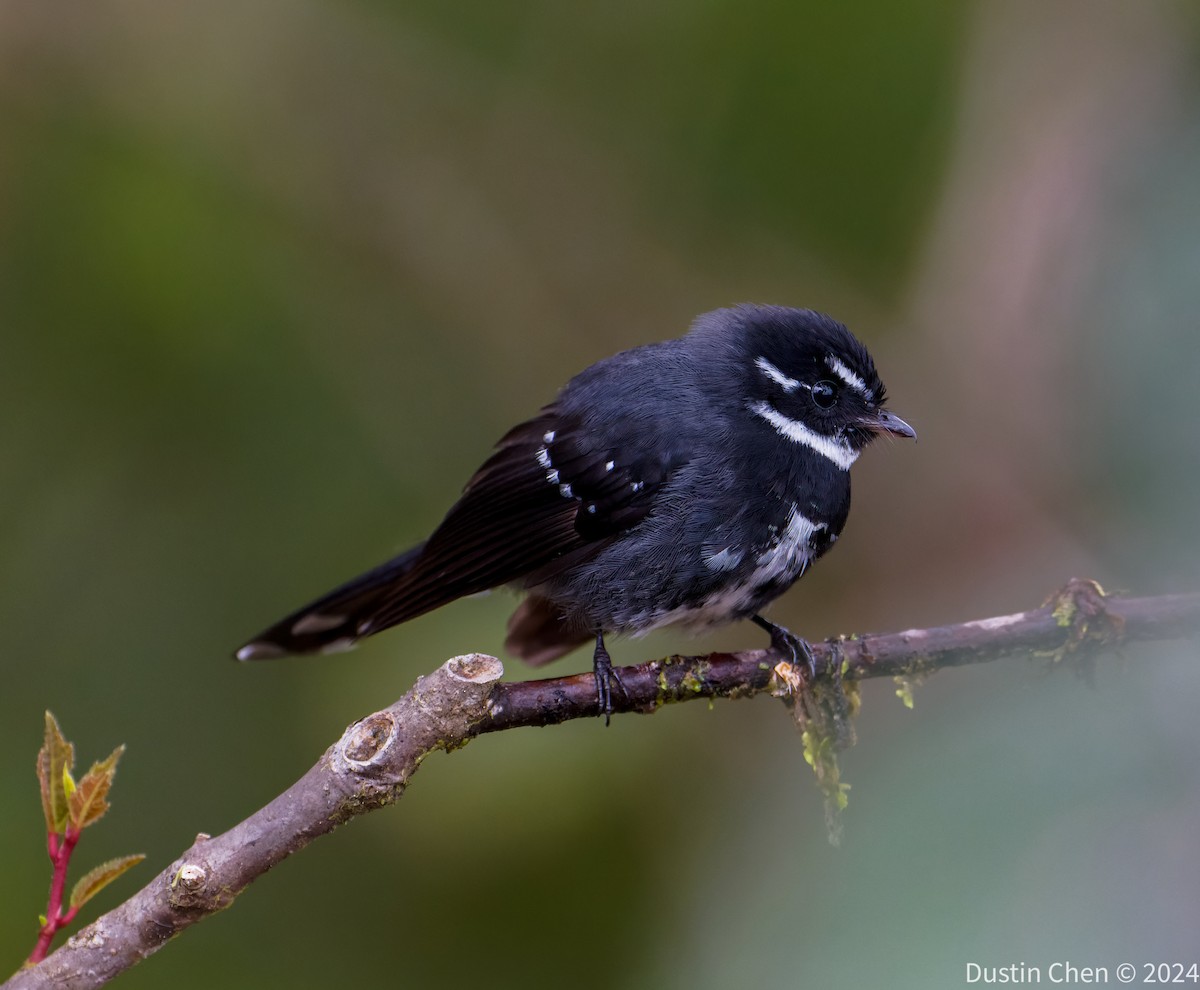 Friendly Fantail - ML623463481