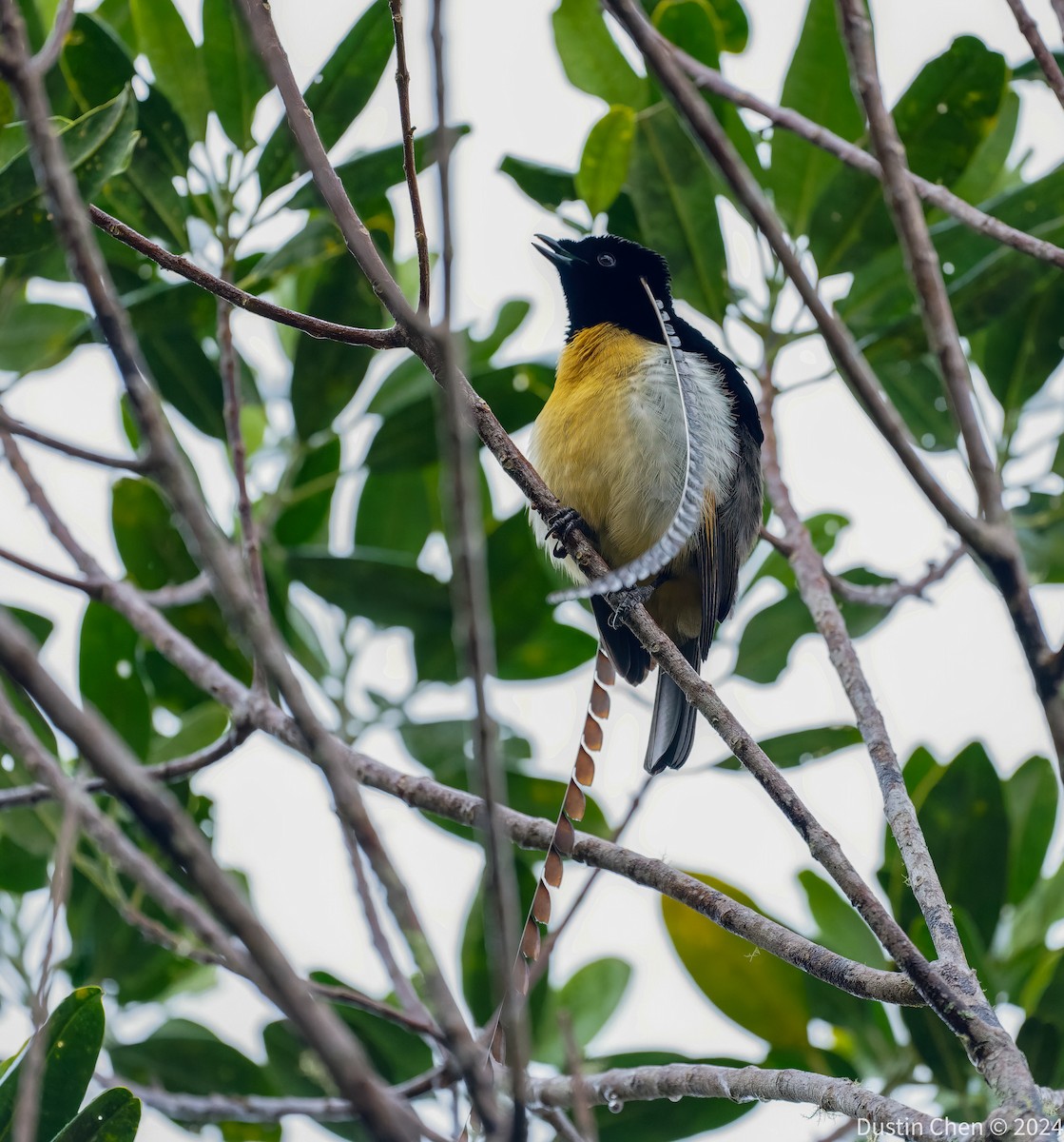 King-of-Saxony Bird-of-Paradise - ML623463496