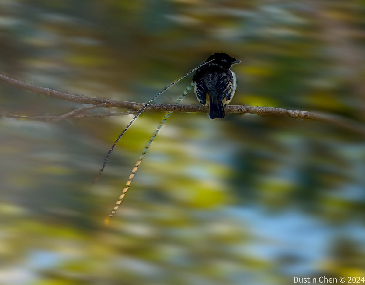 King-of-Saxony Bird-of-Paradise - ML623463498