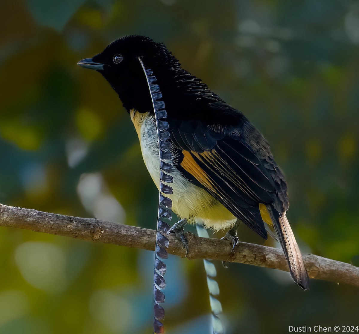 King-of-Saxony Bird-of-Paradise - ML623463499