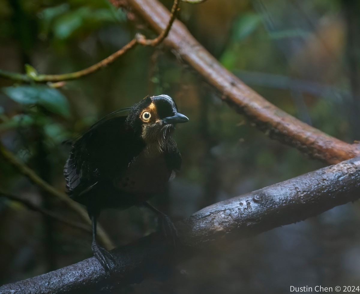 Carola's Parotia - ML623463505