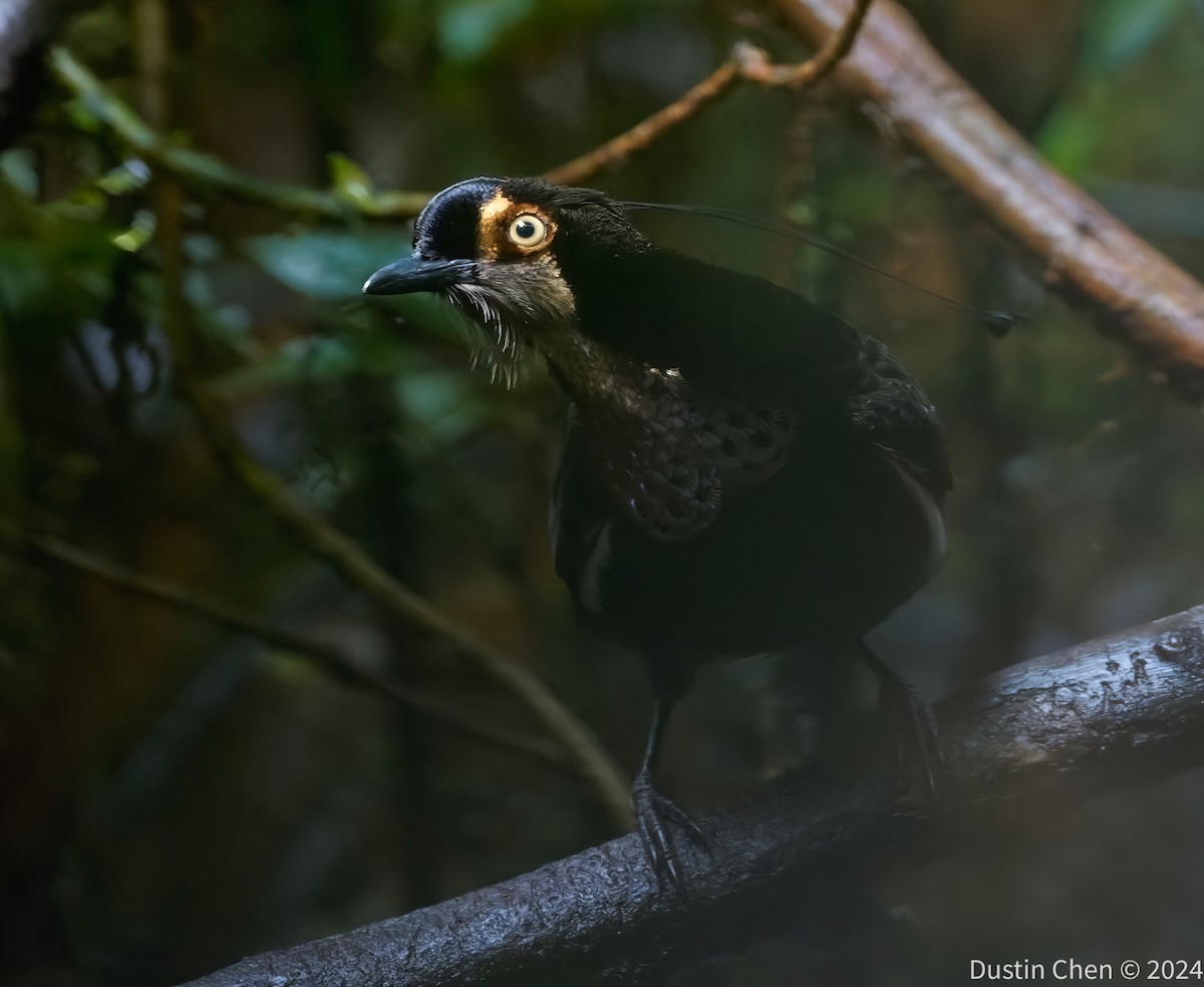Carola's Parotia - ML623463506