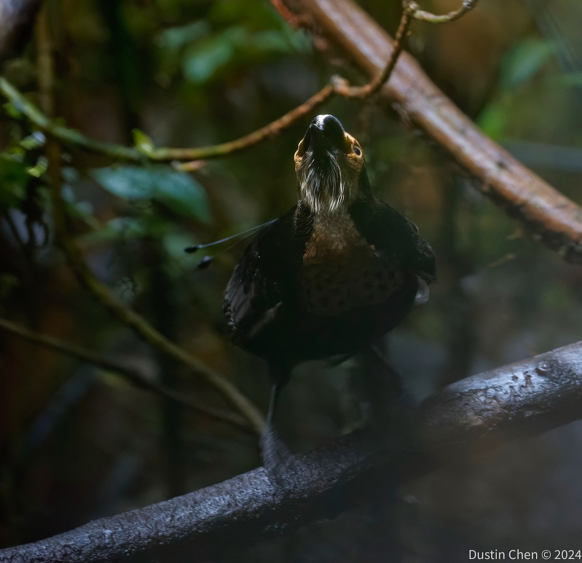 Carola's Parotia - ML623463507