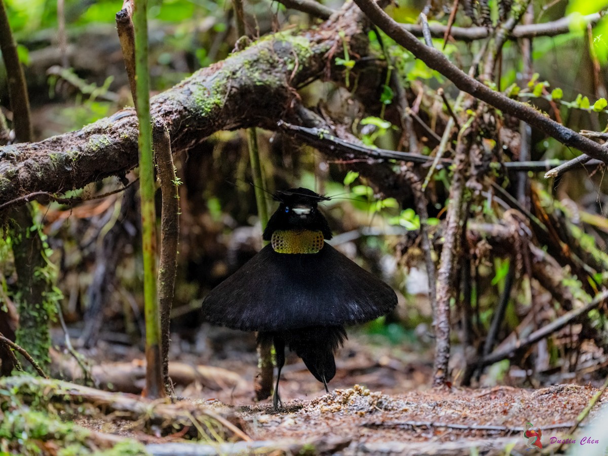 Lawes's Parotia - ML623463528
