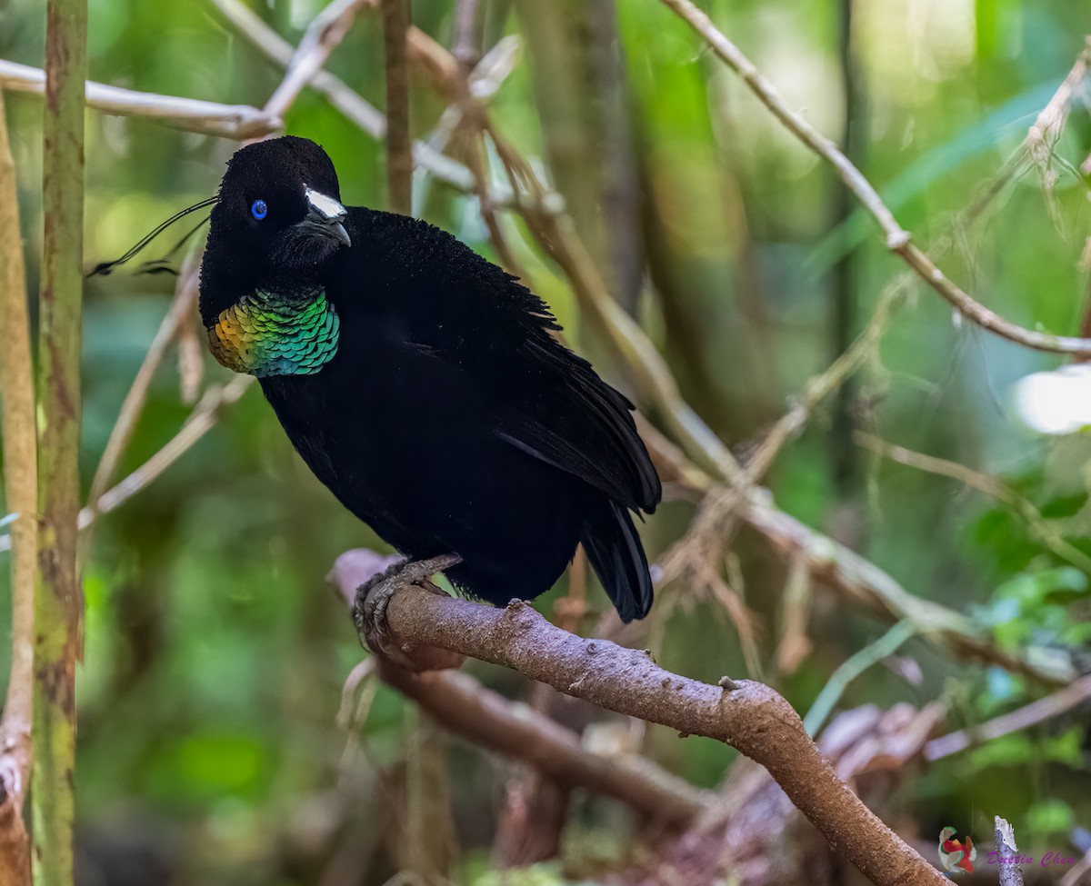 Lawes's Parotia - ML623463529