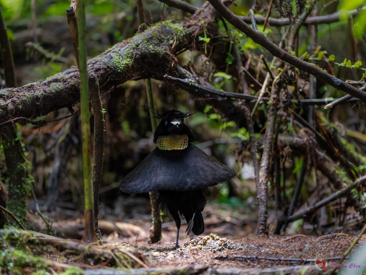 Lawes's Parotia - ML623463530