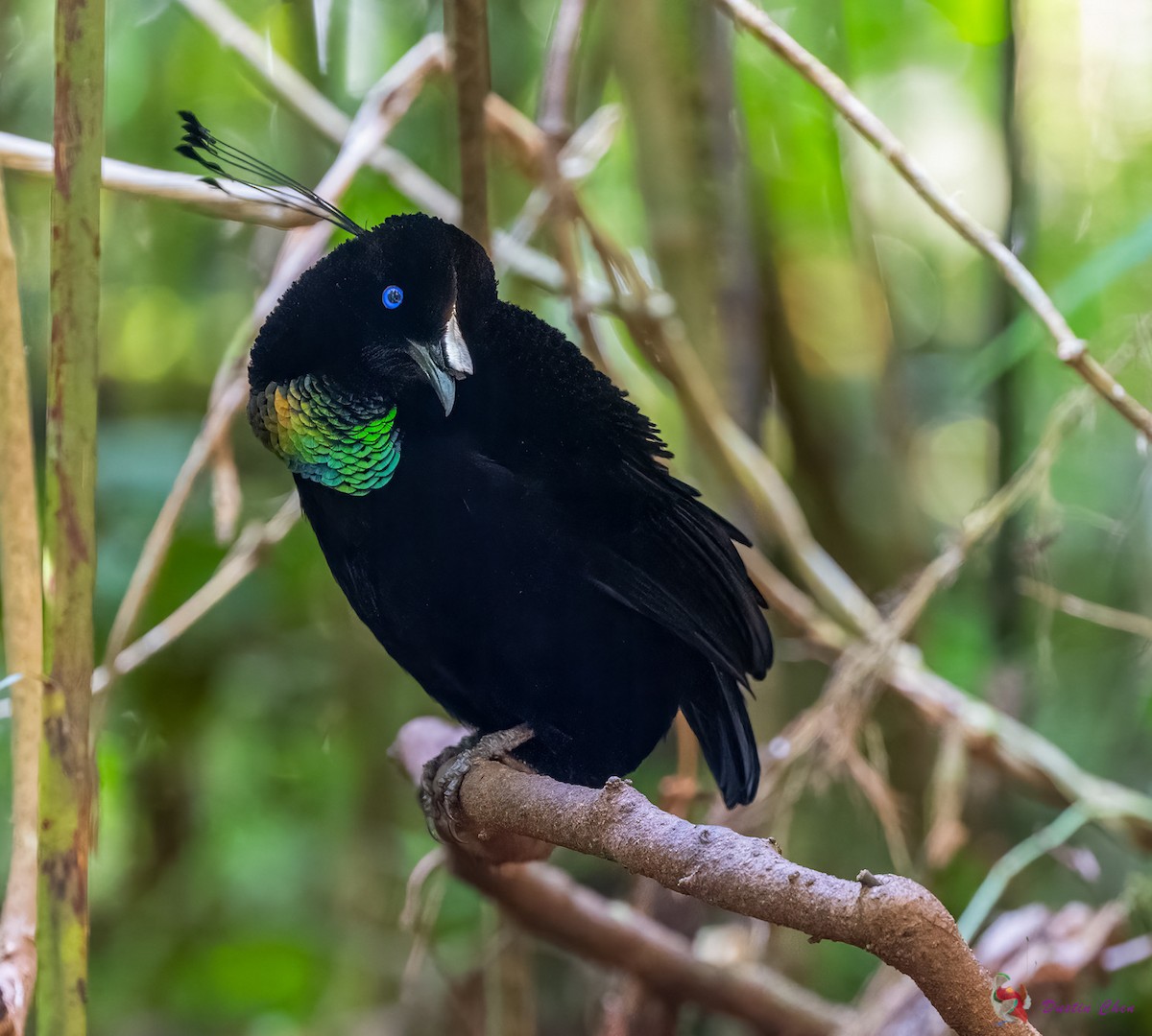 Lawes's Parotia - ML623463531