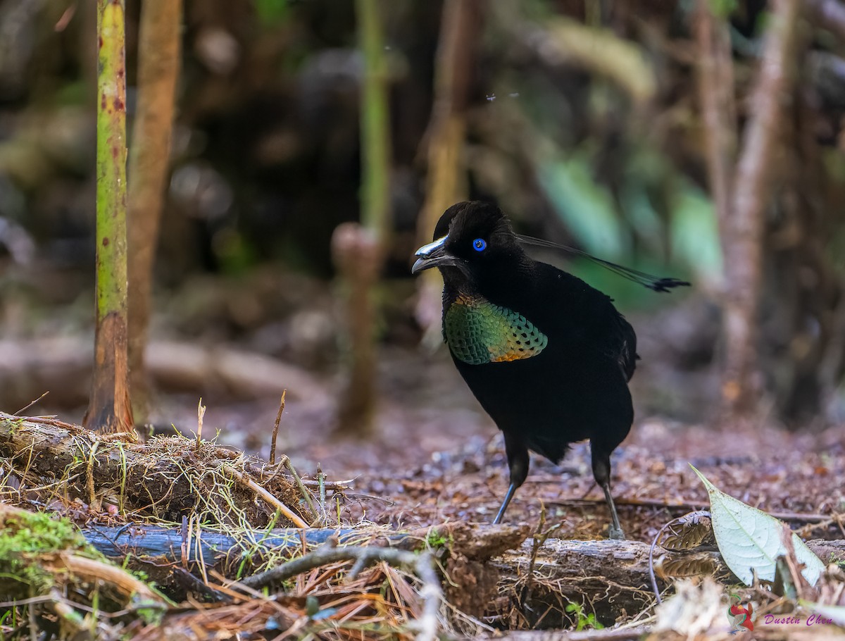 Lawes's Parotia - ML623463532