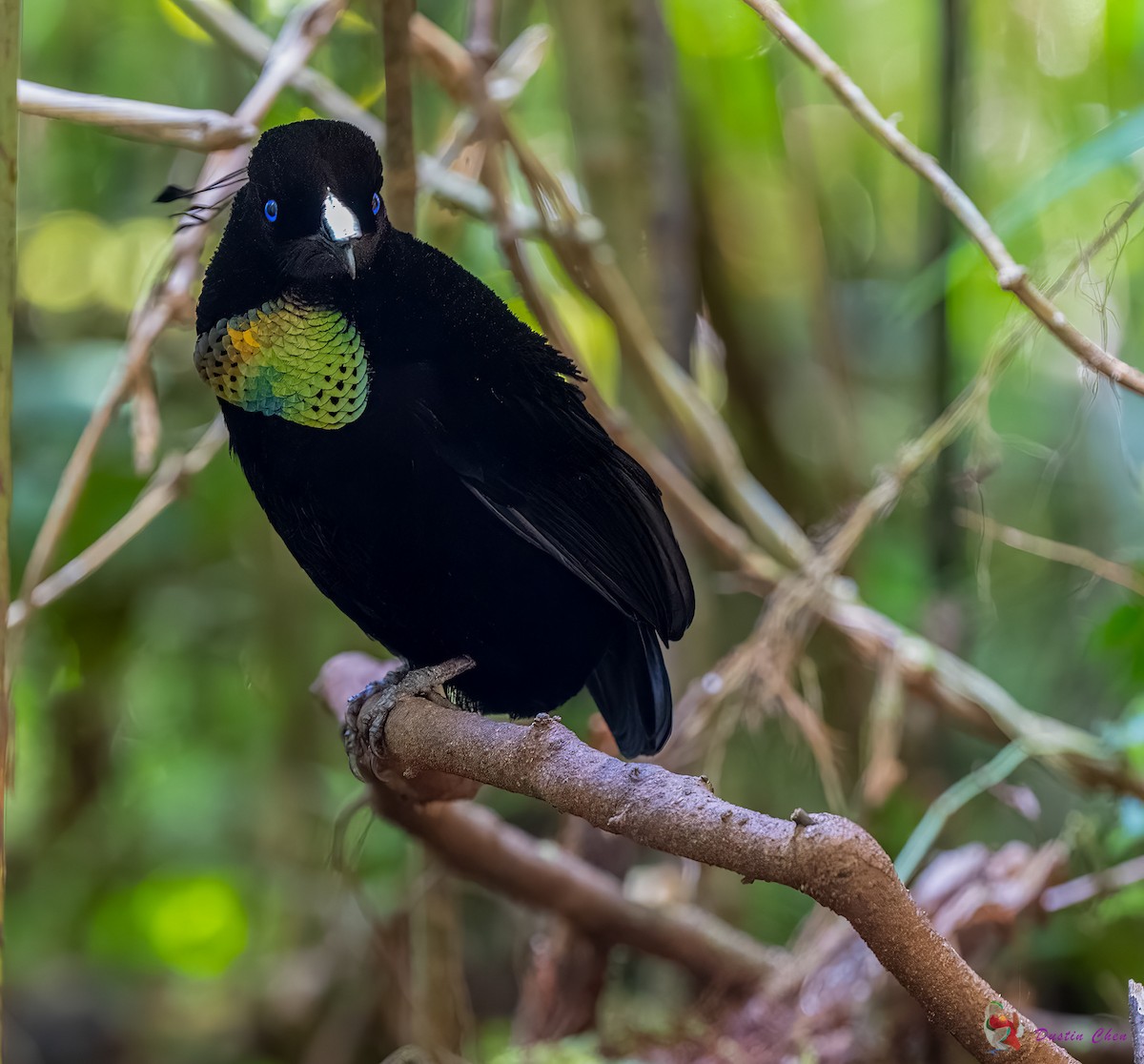 Lawes's Parotia - ML623463533