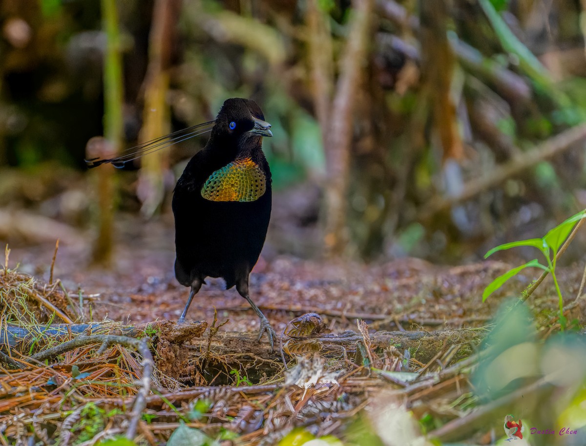 Lawes's Parotia - ML623463534