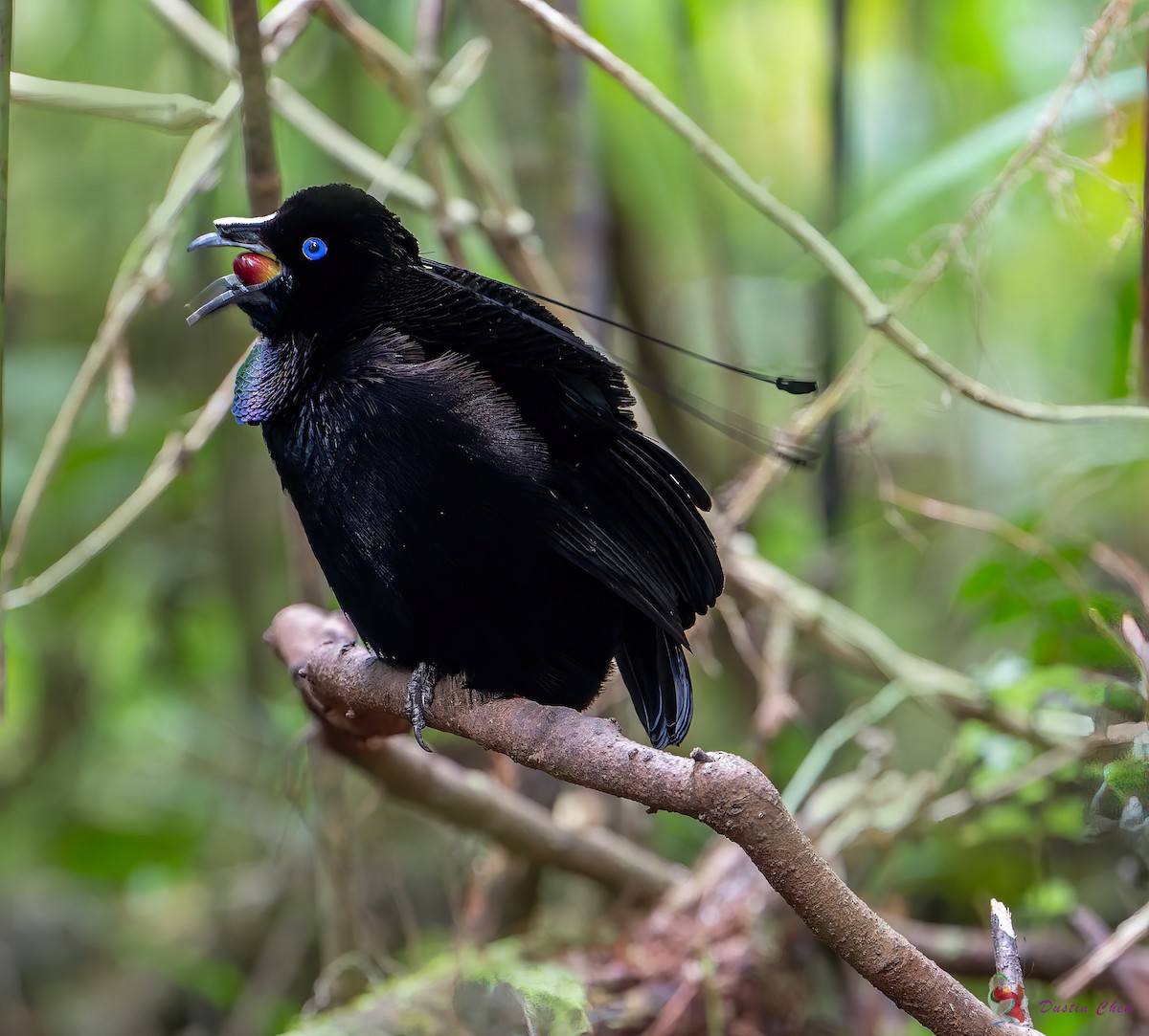 Lawes's Parotia - ML623463535