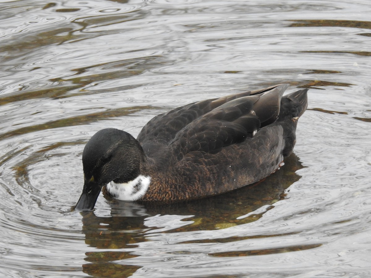 Fehlfarben-Stockente/Hausente - ML623463559