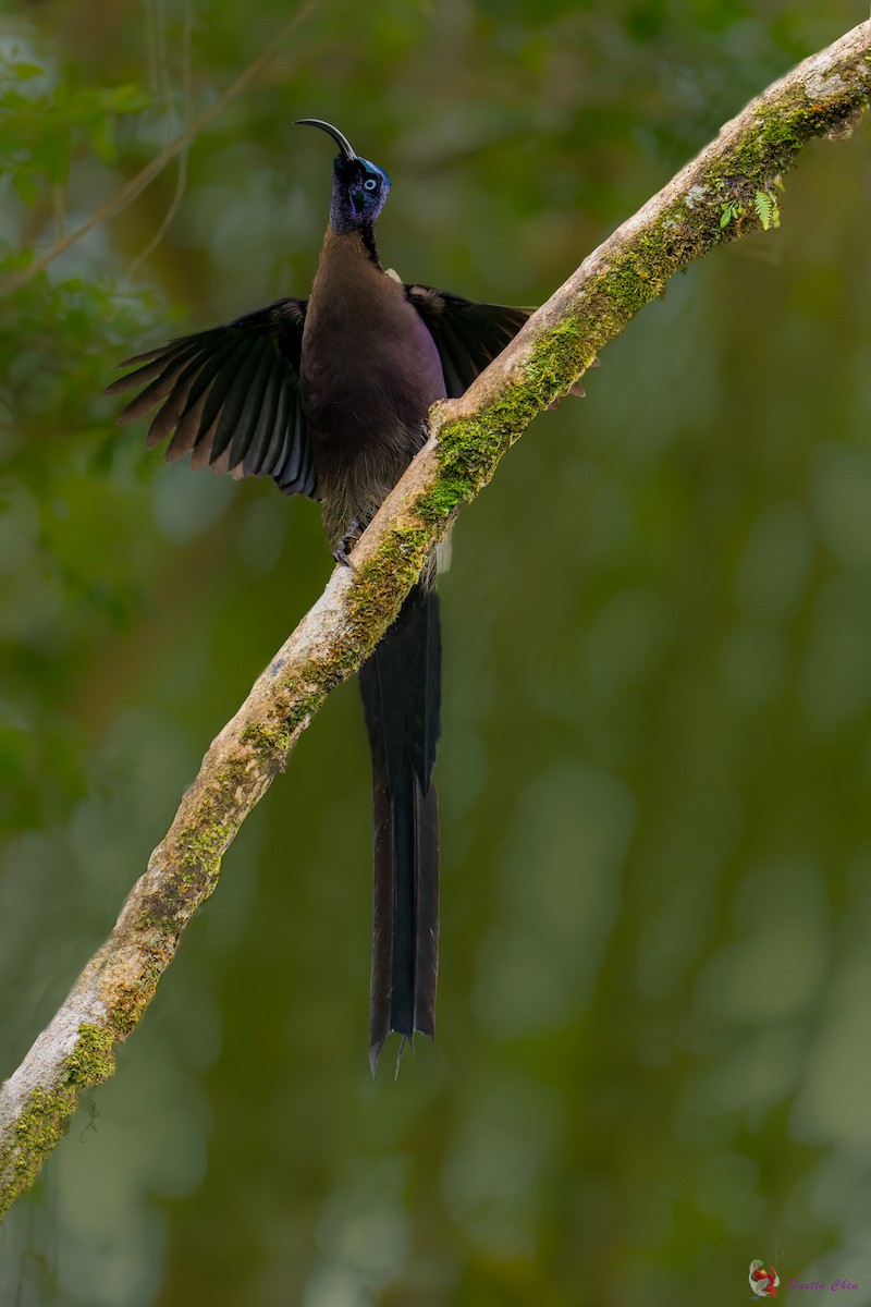 Brown Sicklebill - ML623463565