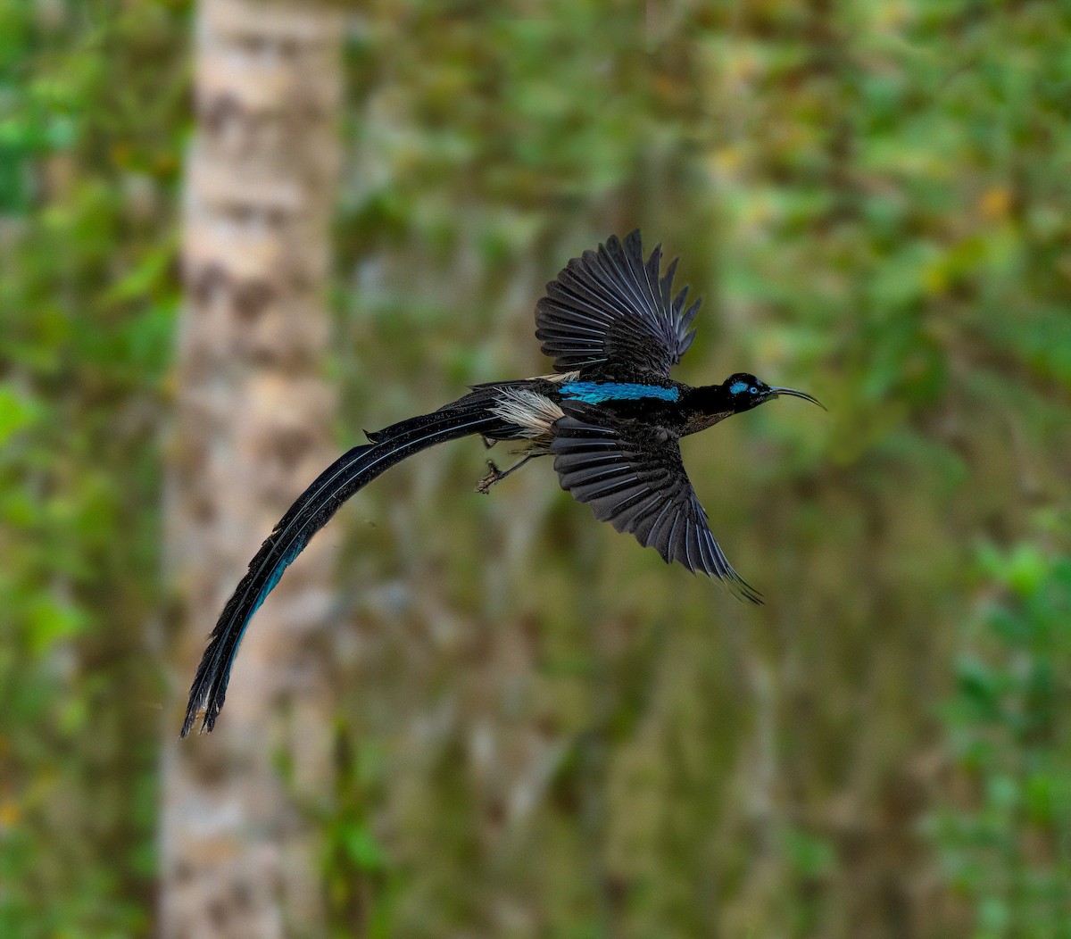 Brown Sicklebill - ML623463569