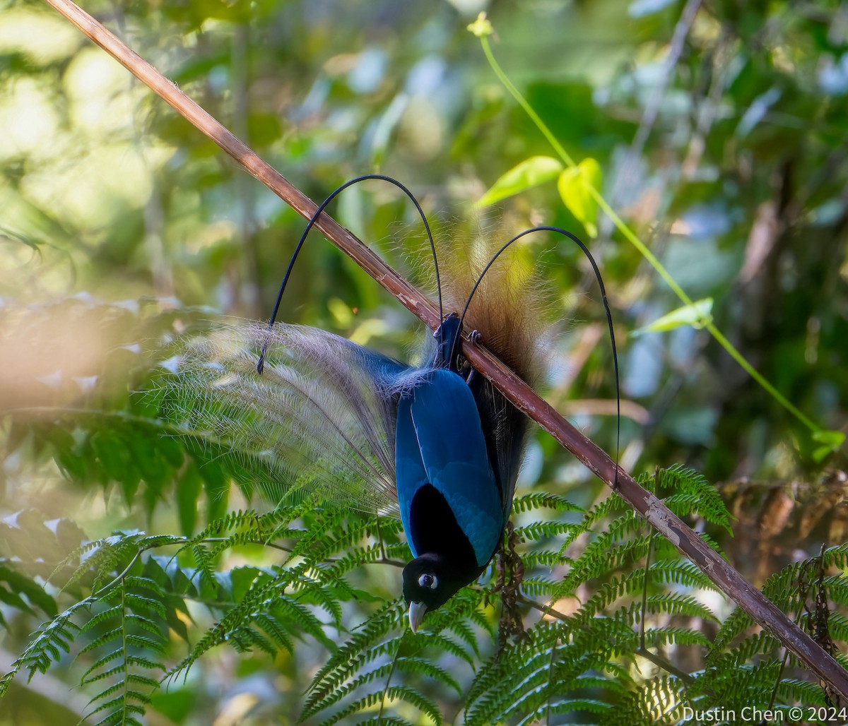 Blue Bird-of-Paradise - ML623463649