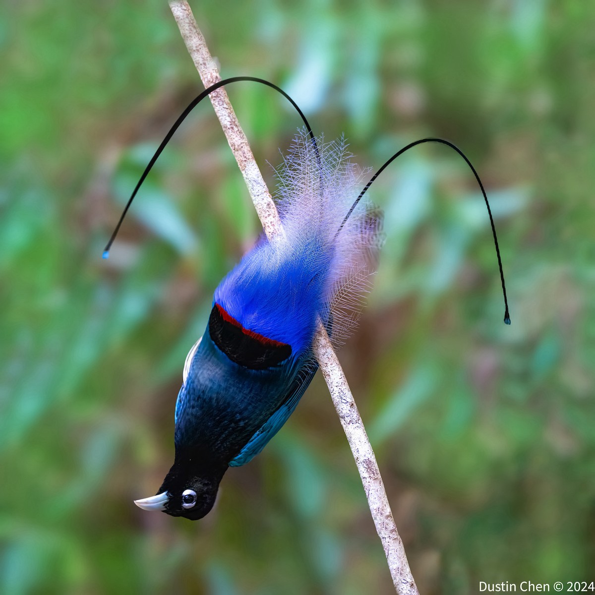 Blue Bird-of-Paradise - ML623463650