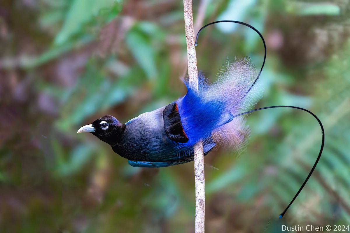 Blue Bird-of-Paradise - ML623463651