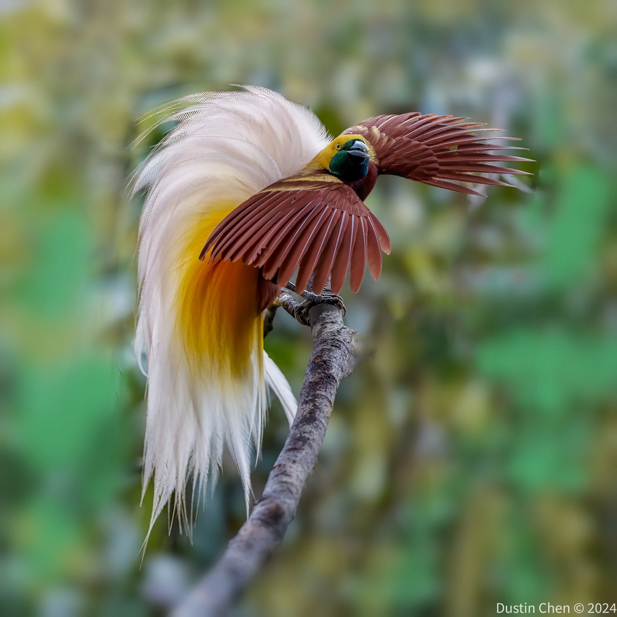 Lesser Bird-of-Paradise - ML623463652