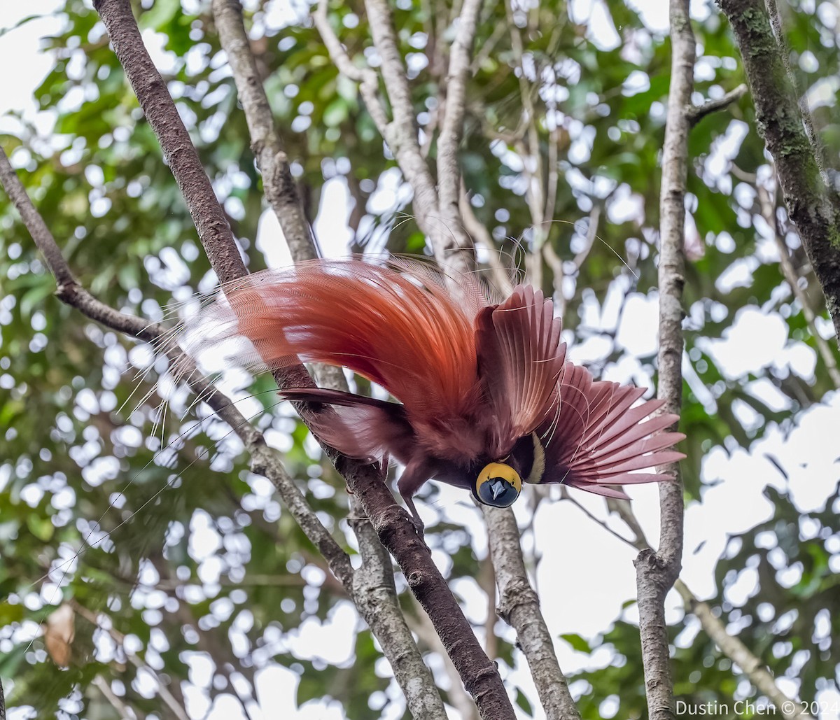 Raggiana Bird-of-Paradise - ML623463663