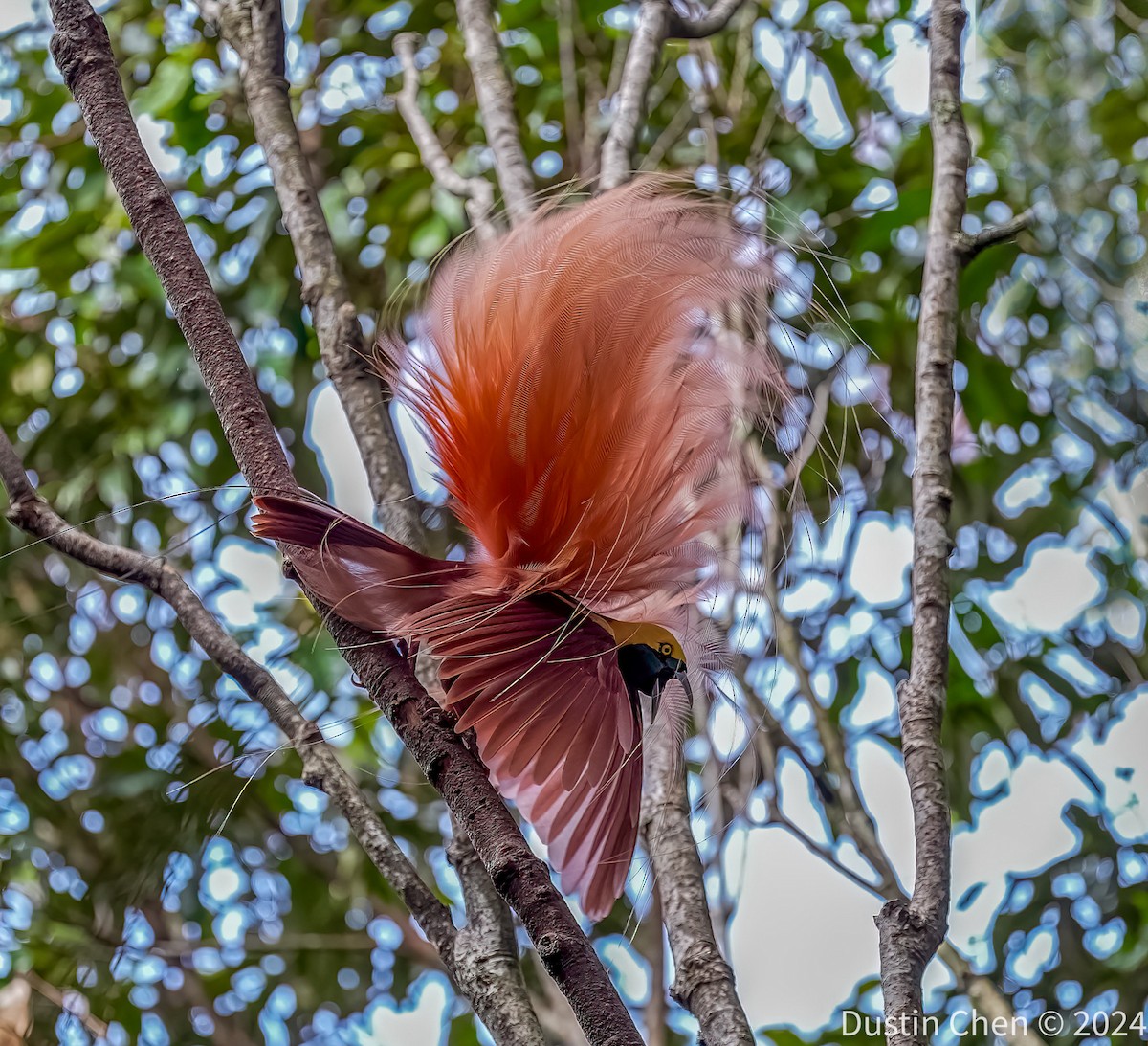 Raggiana Bird-of-Paradise - ML623463665