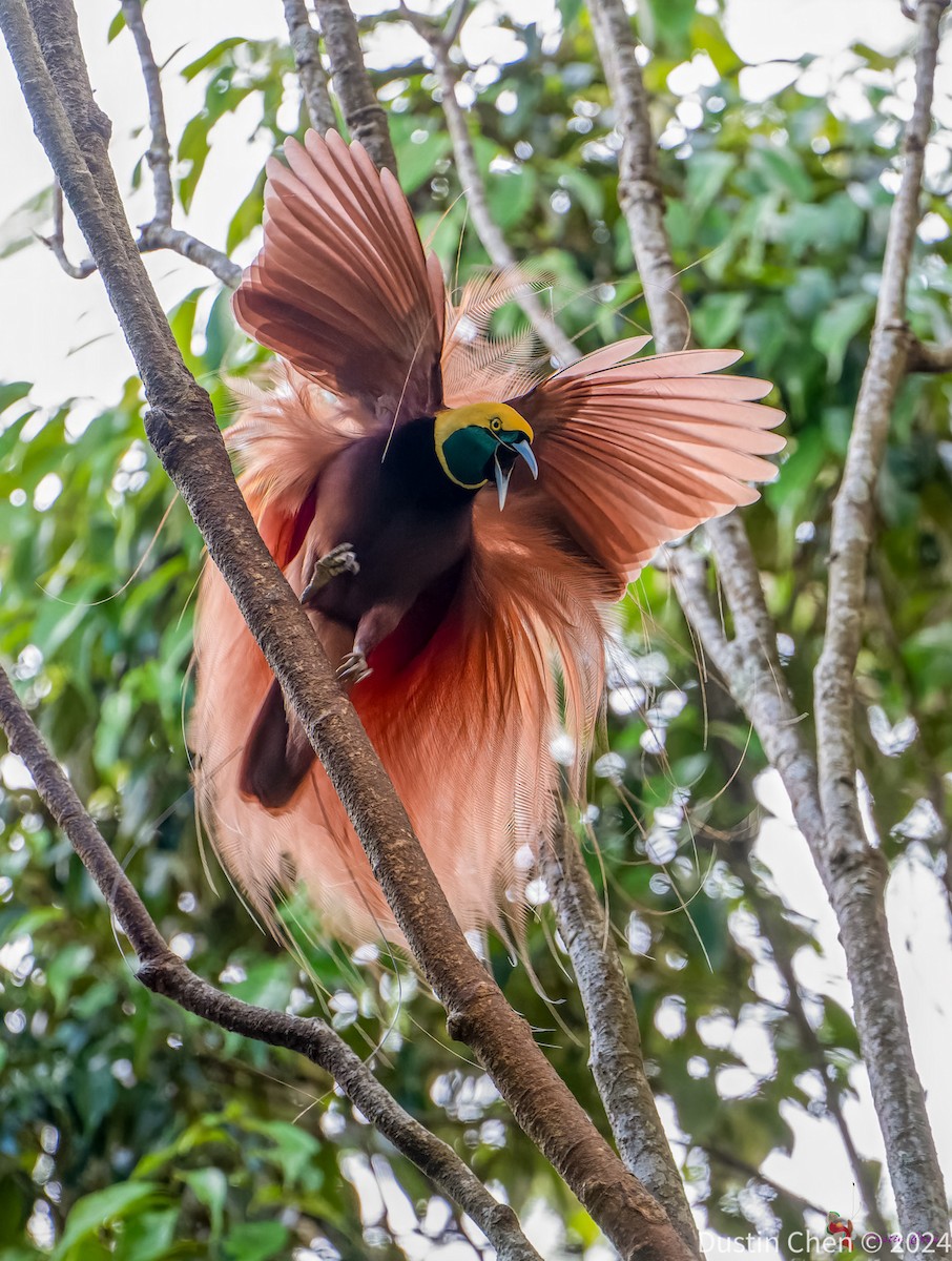 Raggiana Bird-of-Paradise - ML623463668