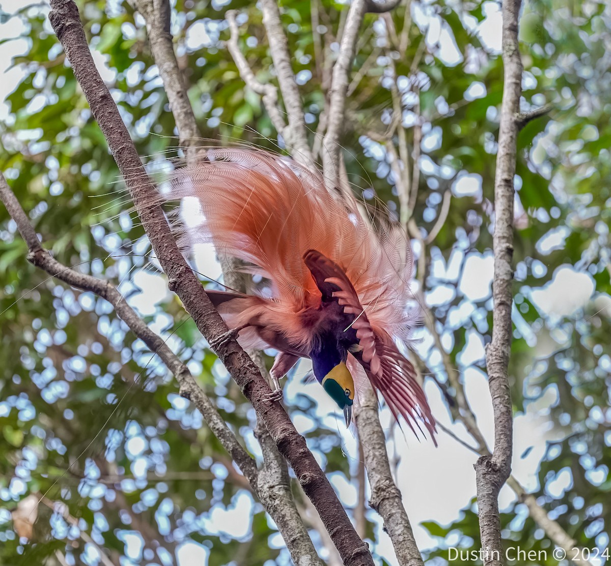 Raggiana Bird-of-Paradise - ML623463669