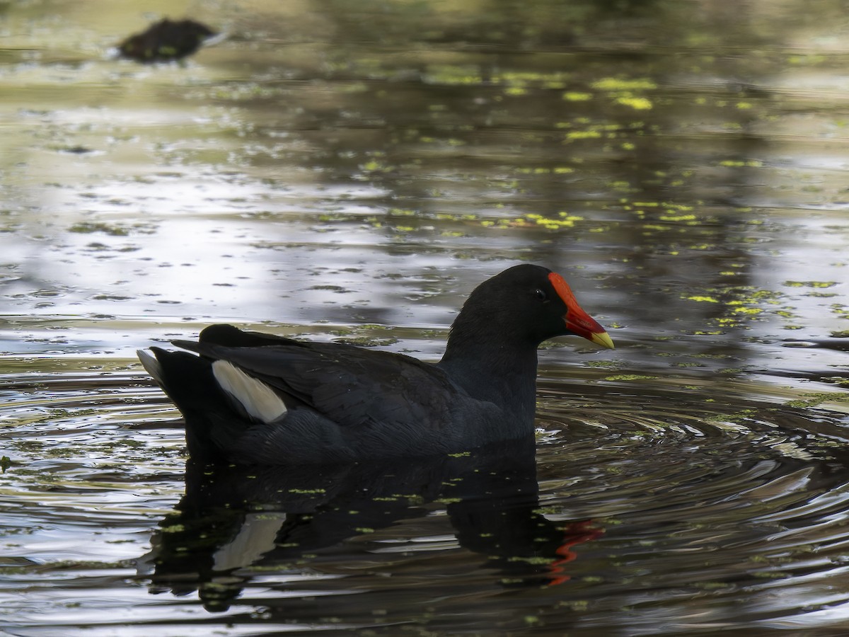 Dusky Moorhen - ML623463692