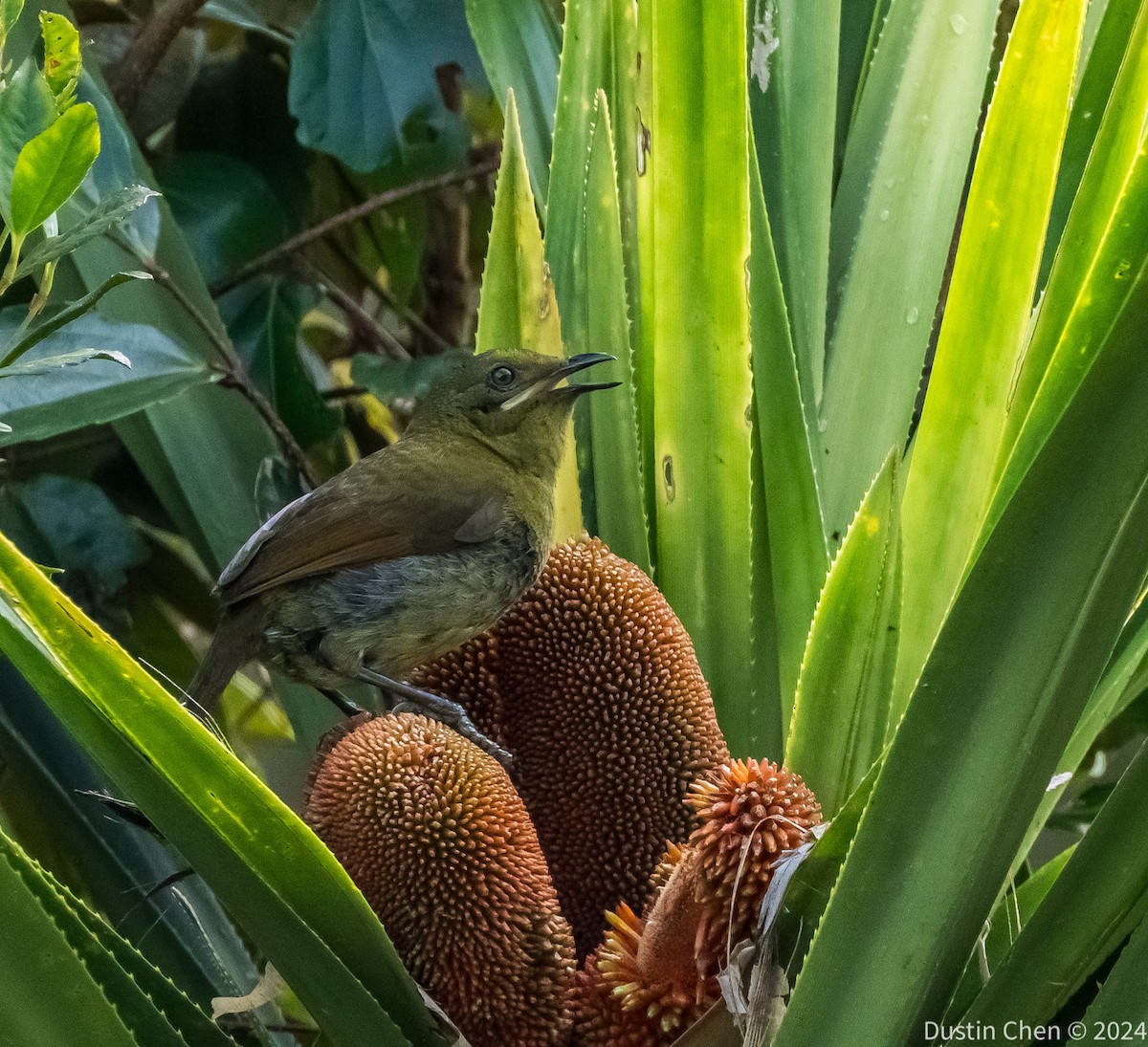 Loriasamtvogel - ML623463698