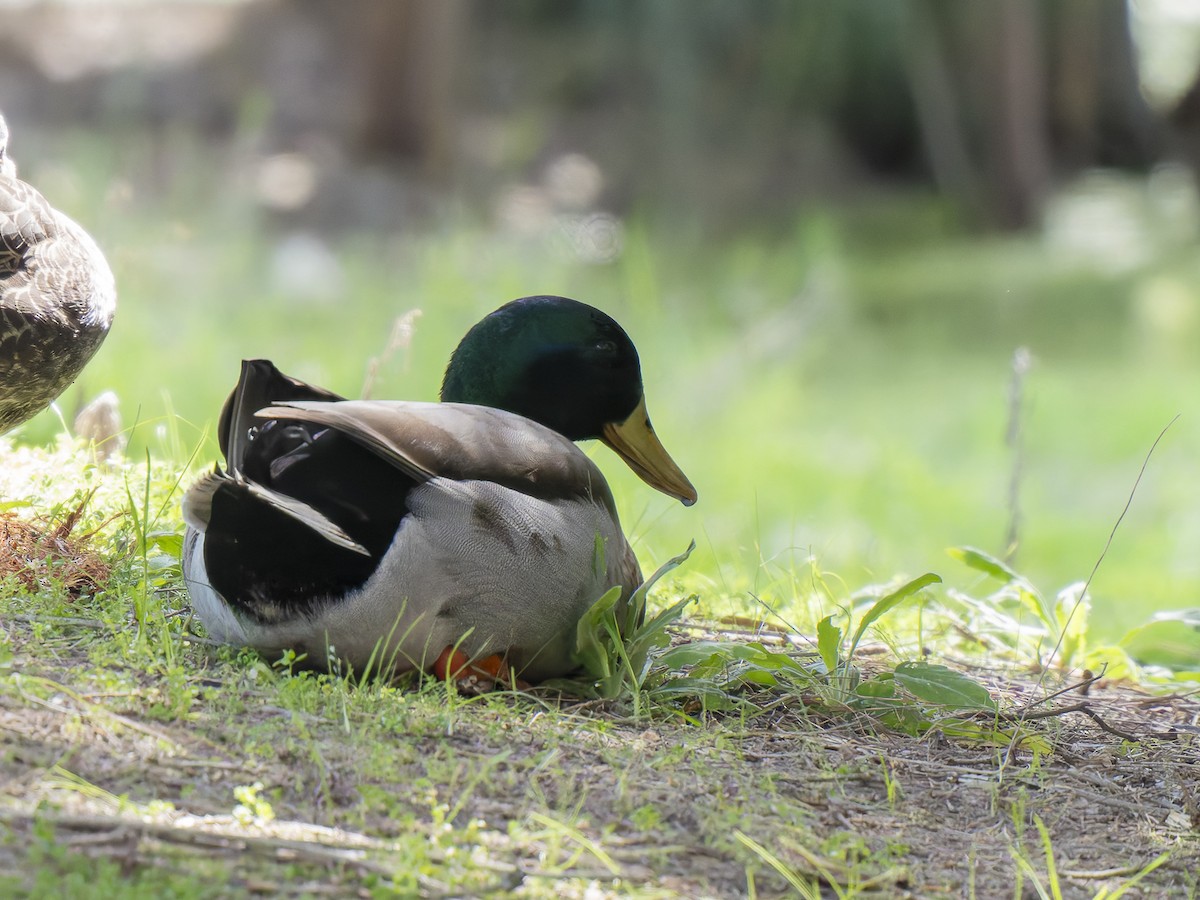 Mallard (Domestic type) - ML623463717