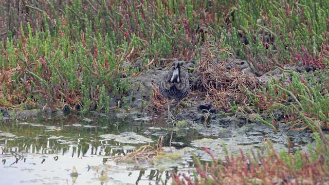 Australian Crake - ML623463729