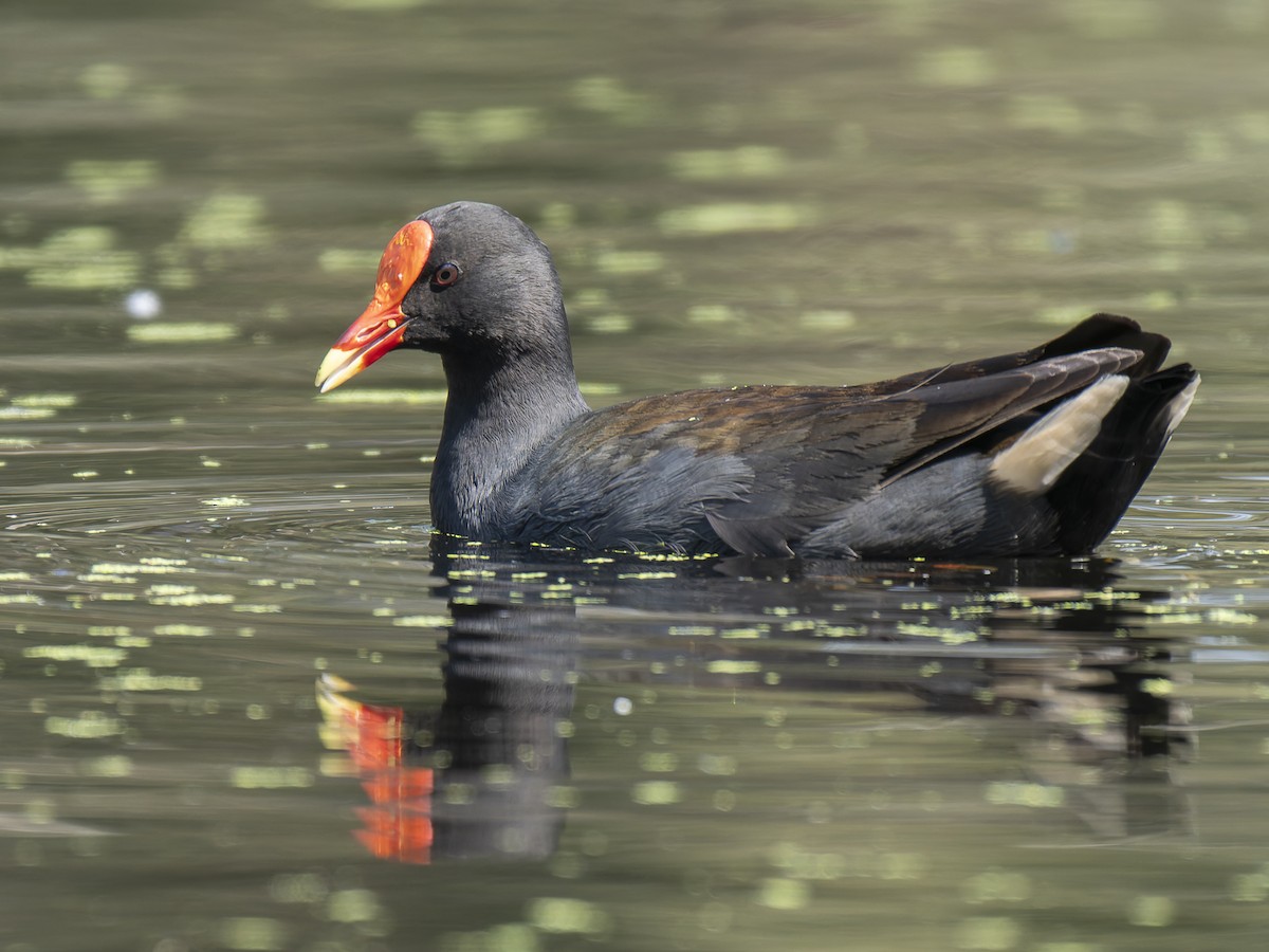 Dusky Moorhen - ML623463746