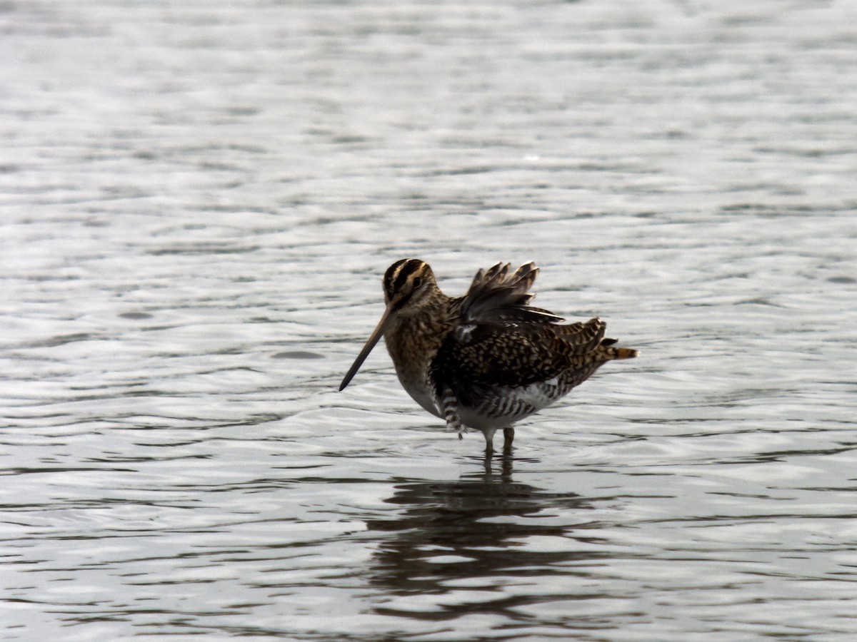 Common Snipe - John Hague